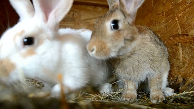 Rabbits in the shed