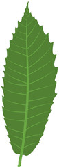 Feuille chataignier verte illustration 1