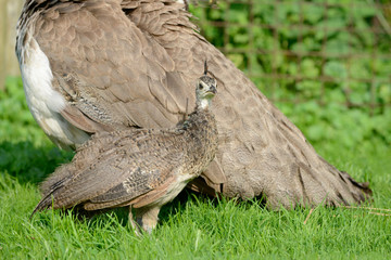 Pfau mit Küken