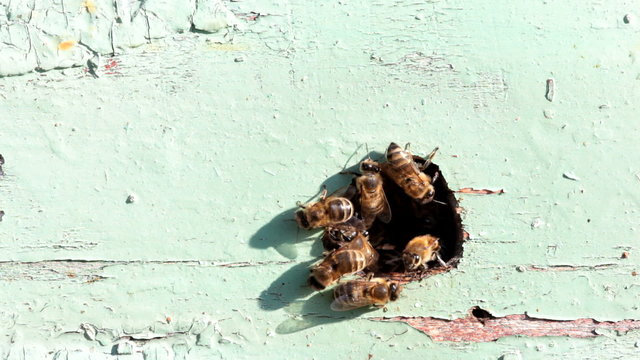 Bees at the entrance to the hive close up