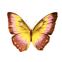 butterflies design