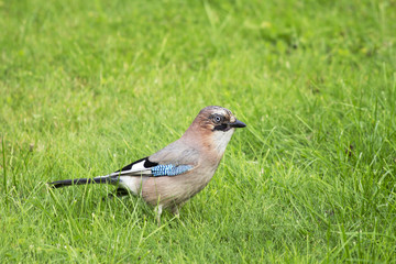 Птица голубая Сойка