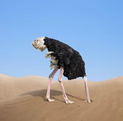 Tuinposter bange struisvogel die zijn kop in het zand begraaft concept © Andrey Kuzmin