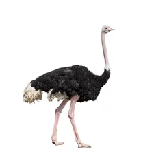 Foto op Plexiglas Struisvogel struisvogel volledige lengte geïsoleerd op wit