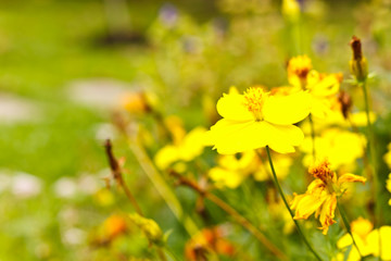 Obraz premium beautiful flower in garden