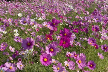 コスモス畑