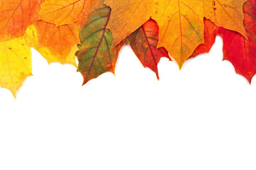 background of colorful autumn maple leaves