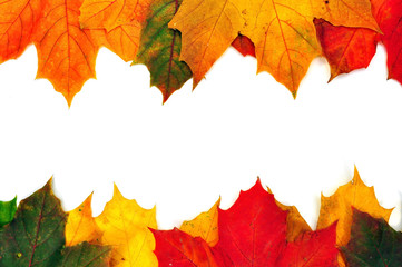 autumn maple leaves