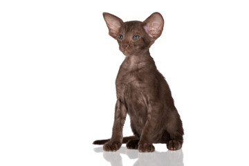 chocolate oriental kitten