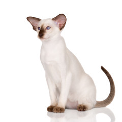 siamese kitten portrait