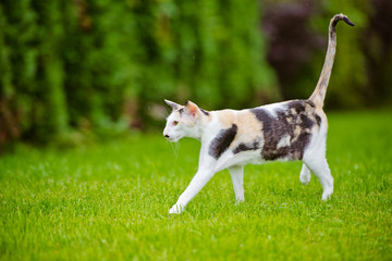 oriental cat outdoors