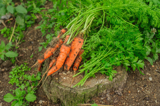 Carrots harvest