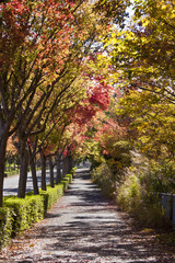 紅葉した街路樹のある歩道
