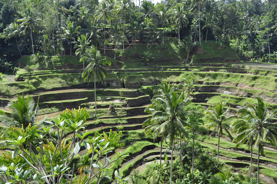 Indonesia. Bali. Ubud le risaie di Tegalalangan
