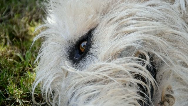 Irish Wolfhound eye