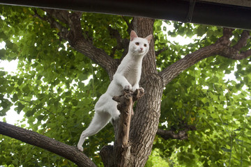 樹に登る白猫