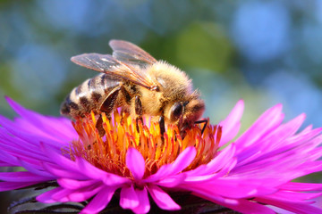 The European Honey Bee on a Aster.