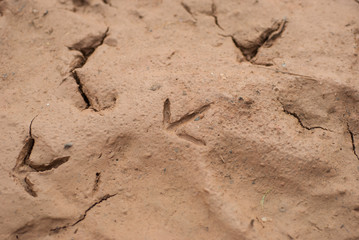 Dry soil texture background