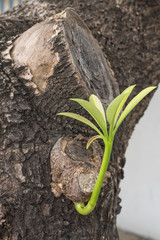 sprouting leaves on a trunk