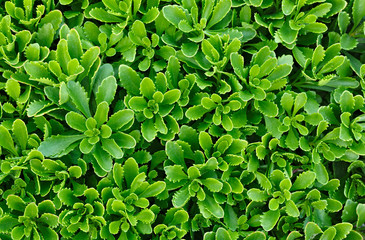Flower plants in the garden.
