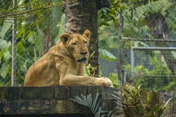 Lion on a bench