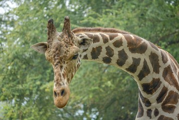 Head and neck Close up of Giraffe