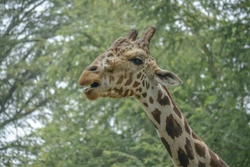 Head Close up of Giraffe