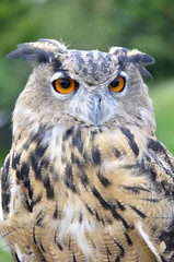 Hibou Grand-Duc