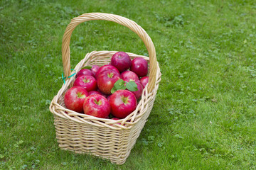 Apple Basket