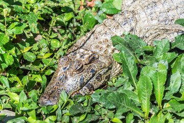 Young Caiman in Bolivia