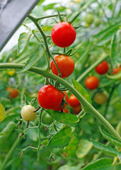 Tomatoes  in a greenhouse