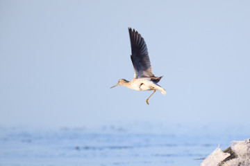 Tringa nebularia, Common Greenshank.