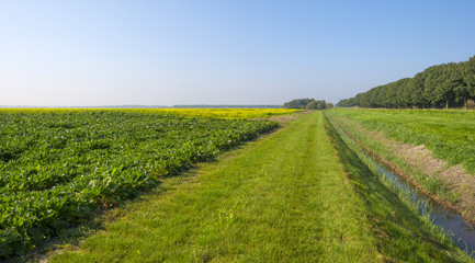 Fototapeta na wymiar Turnip growing on a field in summer