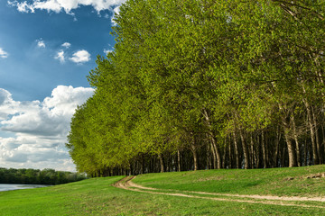 summer forest with sun