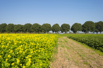 Fototapeta na wymiar Rapeseed growing on a field in summer
