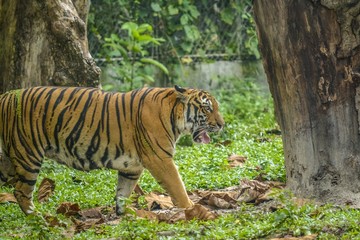Fototapeta na wymiar A Tiger Walking Around in Lonely