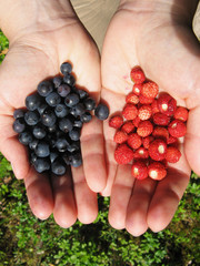 two hands with forest fruit