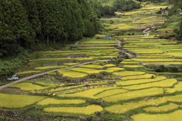 四谷の千枚田（九月）