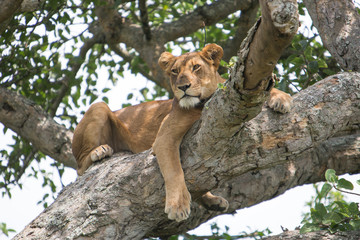 Lion on a tree
