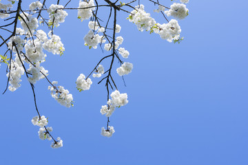 White Flower in a branch