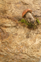 One wild mushroom on stone.