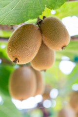 Kiwi