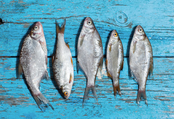 fresh fish a wooden background