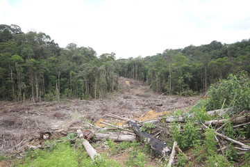 déforestation