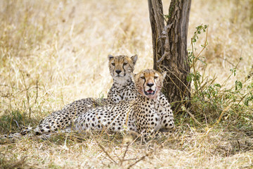 Cheetah rests after meal in Serengeti