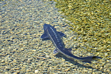 Water in the Trick Fountains