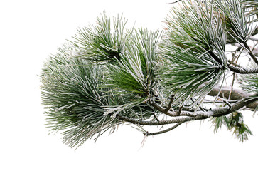 Pine branch with snow
