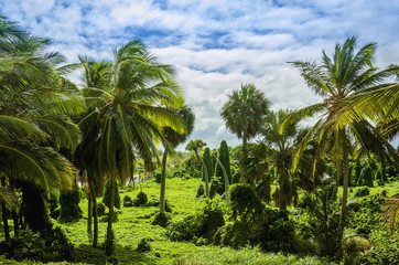 Caribbean jungle with lush green plants and tall palm trees