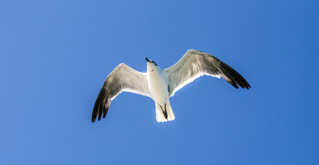 Fototapeta na wymiar seagull in blue sky