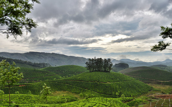 agriculture in the mountains. tea plantation
